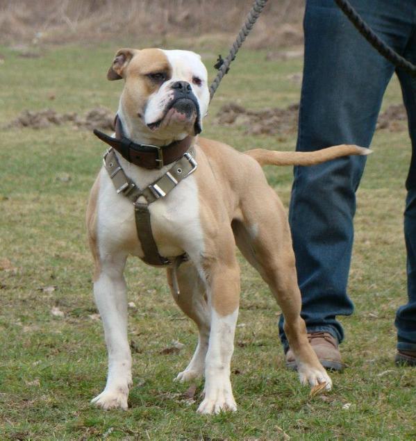 Ronda's BONZELIO of Massimo | American Bulldog 