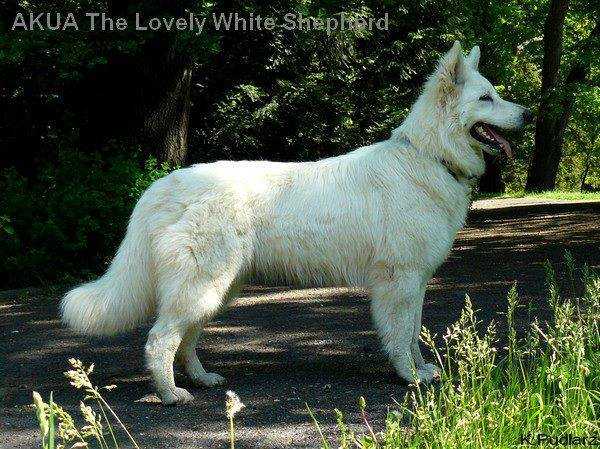 AKUA The Lovely White Shepherd_ | White Swiss Shepherd Dog 