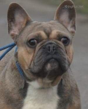 Gery Bulls Boris Met | French Bulldog 