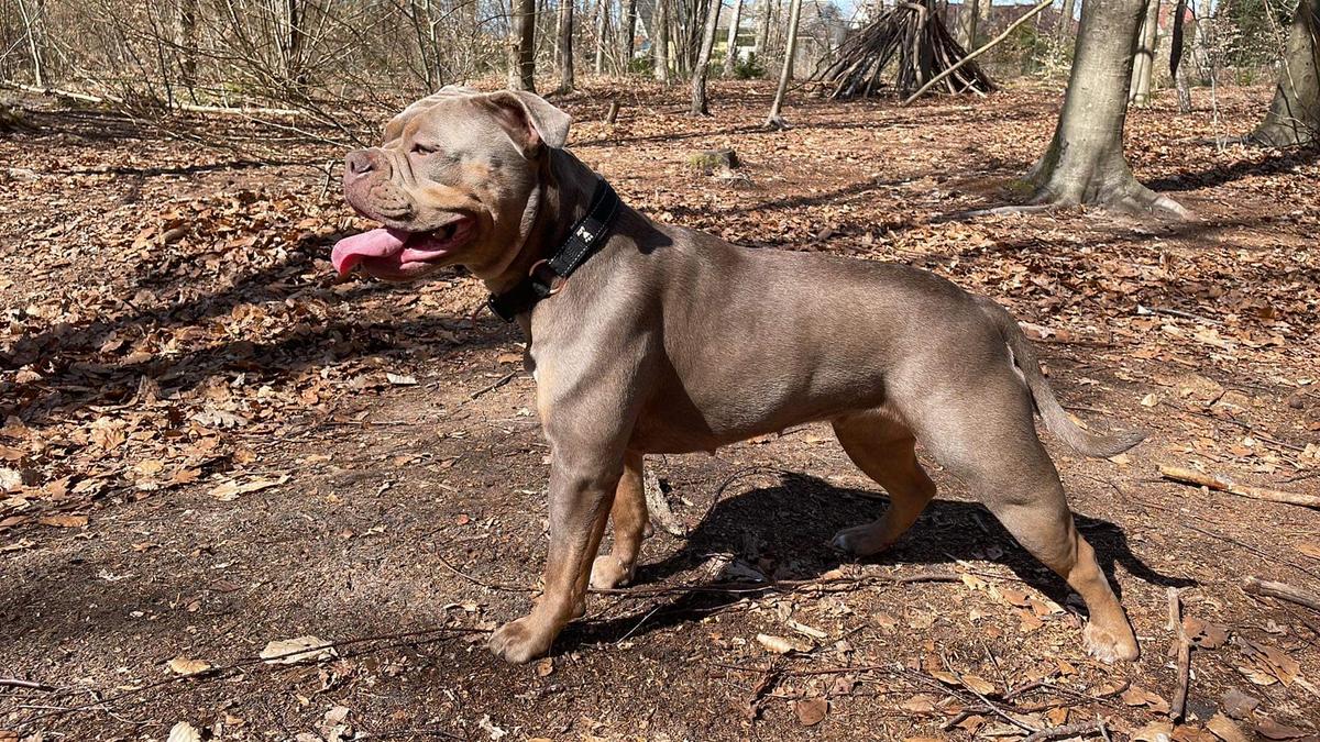 Nordicbulls Rebell | Olde English Bulldogge 