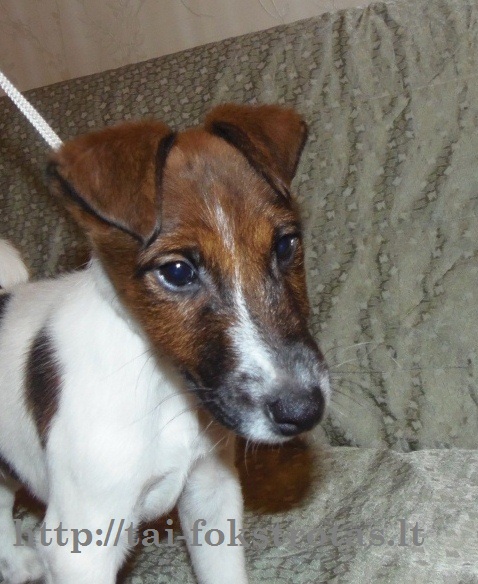 Koralas tai fokstrotas | Smooth Fox Terrier 