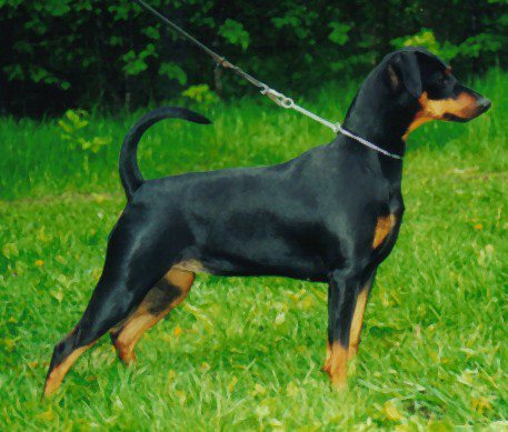 Idaco's GRAFIN GITTE | German Pinscher 