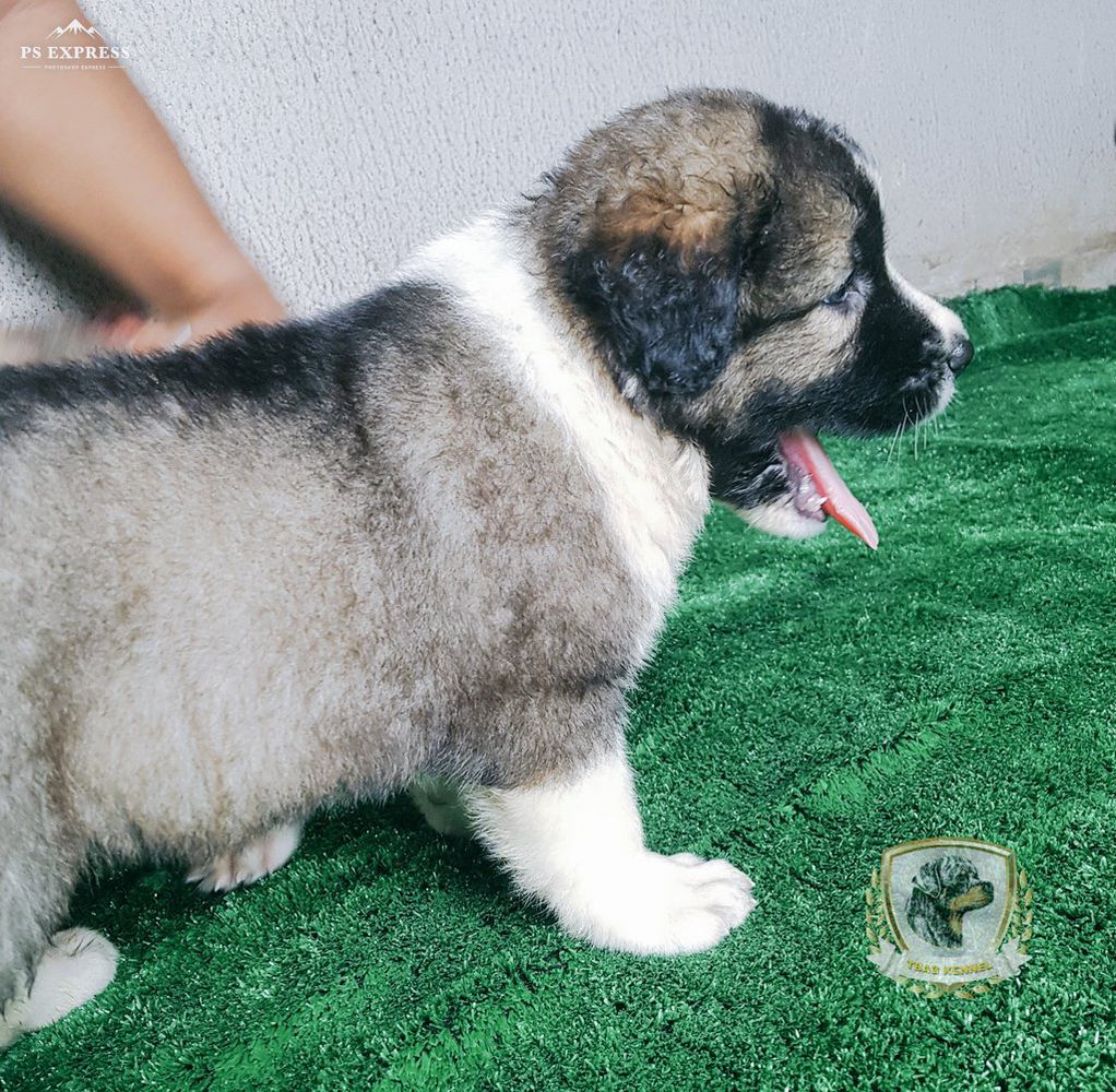 Beauty Tbag Kennel | Caucasian Mountain Dog 