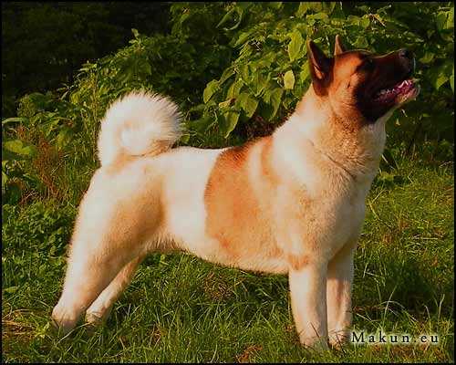 Dynamic Force the whole Shebang | Akita 