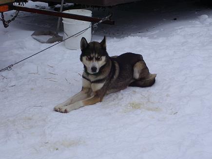 Chatanikas Q-Ball 95.3 | Siberian Husky 