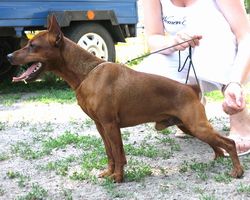 JOKER SHOW OSCAR | Miniature Pinscher 