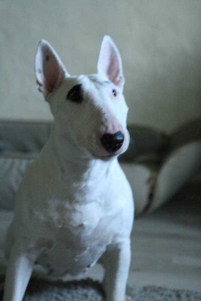 Beauty Antea Duvessa Z Makdani | Miniature Bull Terrier 