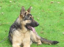 Woodside's Gunsmoke | German Shepherd Dog 