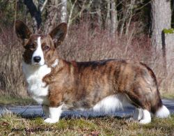 Geestland's Lambent Lulu | Cardigan Welsh Corgi 