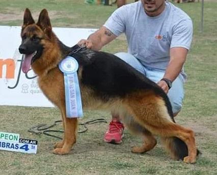 Jhina von der Saly | German Shepherd Dog 