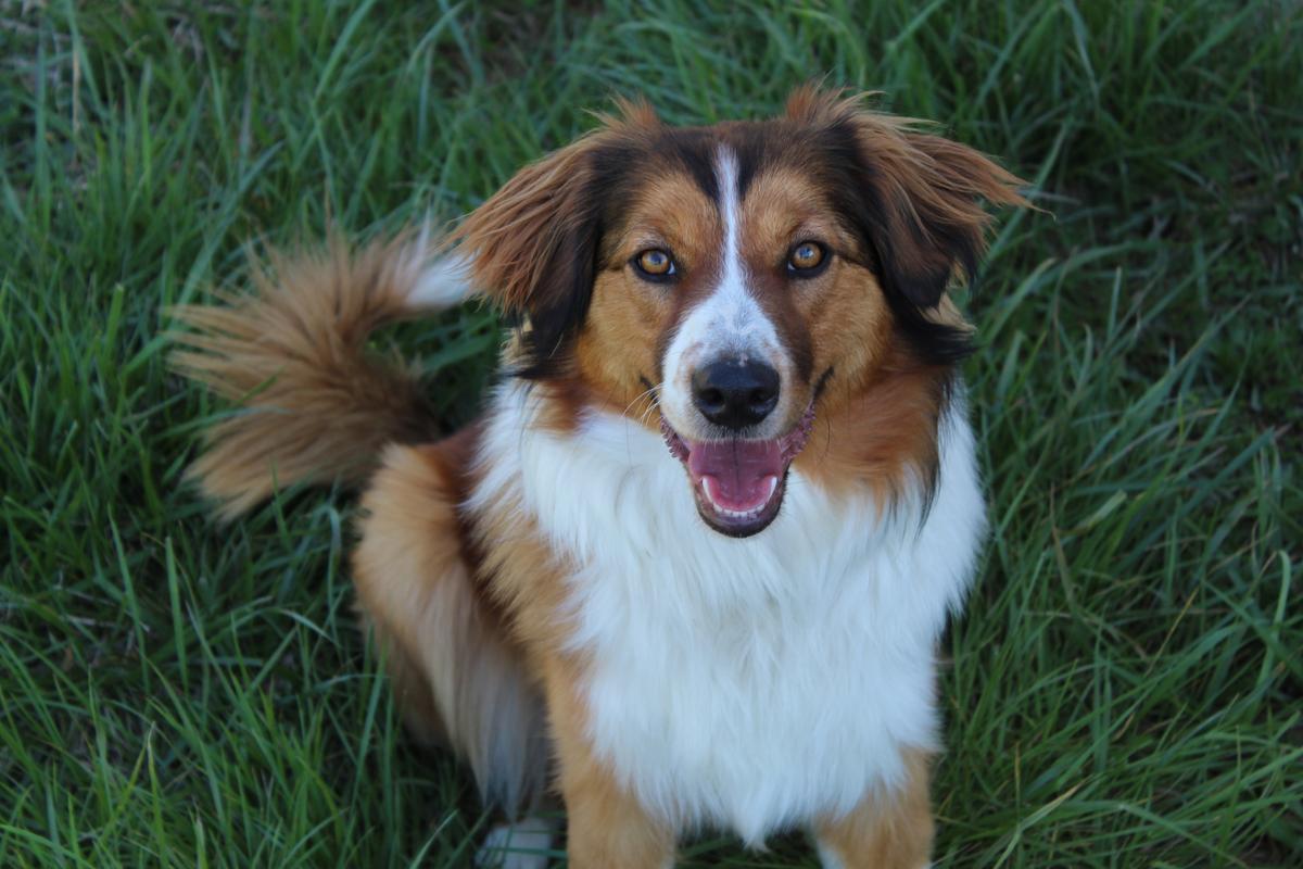 Flashbar's Miracle Mia Under The Rainbow | English Shepherd 