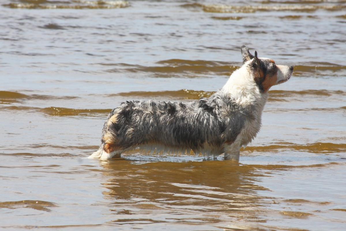 Ruelven Dew Fabulous Wealth | Cardigan Welsh Corgi 