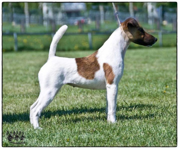 Texforrier Worth It | Smooth Fox Terrier 