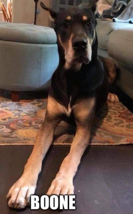 Hunter Hill's Boone Of Noah's Ark | Great Dane 