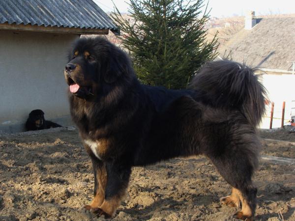 F`Shang-Ghai Khan Du Domaine De Toundra | Tibetan Mastiff 