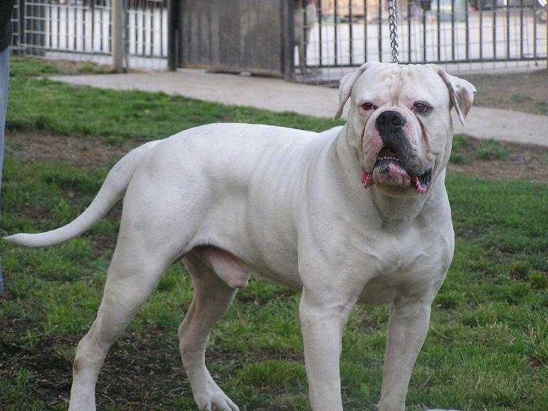 OAB's Frank the Tank | American Bulldog 