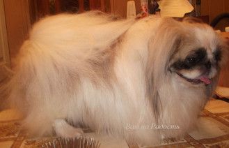 Schastlivyy Obereg Imir | Pekingese 