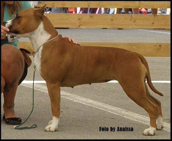 Sparta Joker Line | American Staffordshire Terrier 