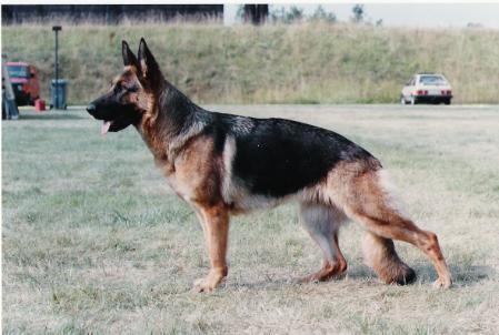Vennebjergs Vendi | German Shepherd Dog 