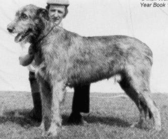 Nutstown King | Irish Wolfhound 