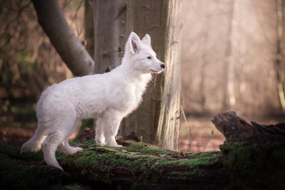 Hope for Lumi Od Bijelih Snova | White Swiss Shepherd Dog 