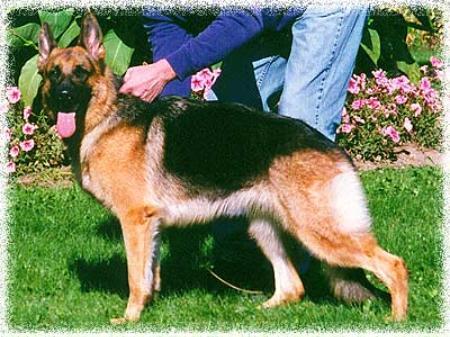 Jerland's Sommer Rose | German Shepherd Dog 