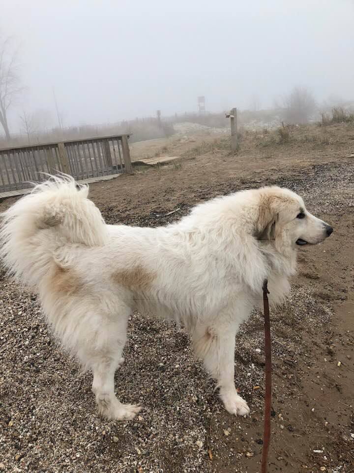 Bogart Patou Von Traumberg | Great Pyrenees 