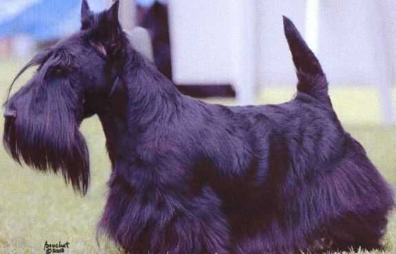 Pendlehill cover girl | Scottish Terrier 