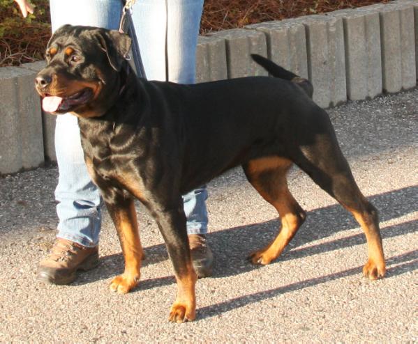 Kristall von der Pulvermühle | Rottweiler 