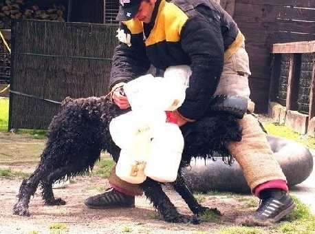 AJAX dl GENESIS | Bouvier des Flandres 