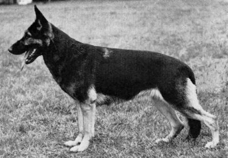 Landa von der Wienerau | German Shepherd Dog 