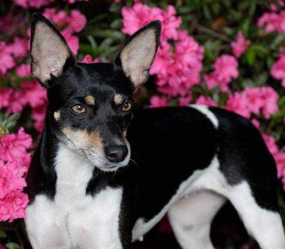 Cal Val Augustus Alibi | Rat Terrier 