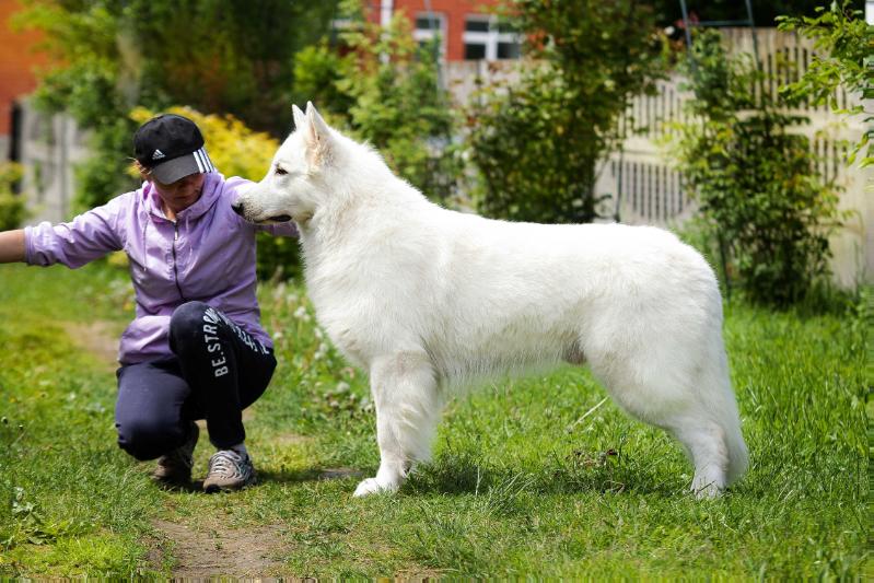 Glorious Defender Engel Veiss | White Swiss Shepherd Dog 