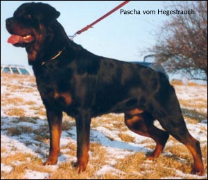Pascha vom Hegestrauch | Rottweiler 