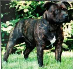 Linestaff Coachman | Staffordshire Bull Terrier 