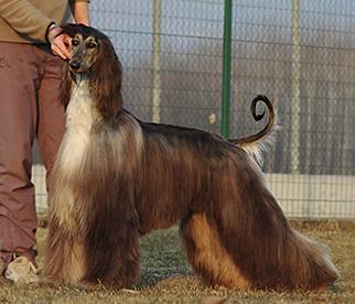 Agha Djari's Pride Goes Before Fall | Afghan Hound 