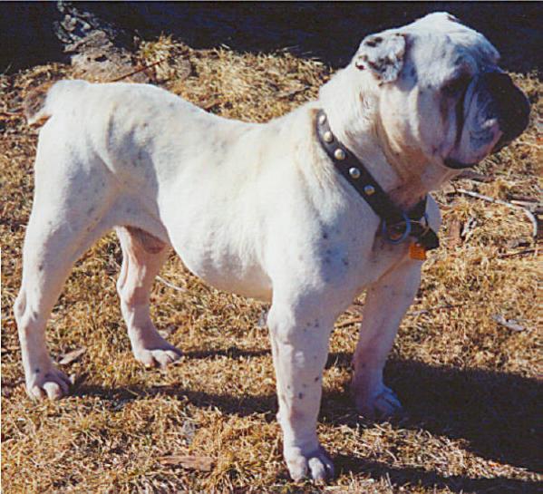 Gargoyle's "Truck" | Olde English Bulldogge 