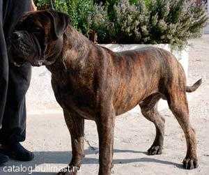 Magic Force Astor Chernii Medved | Bullmastiff 