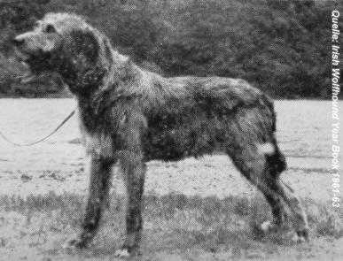 Diarmuid of Dunamaise | Irish Wolfhound 