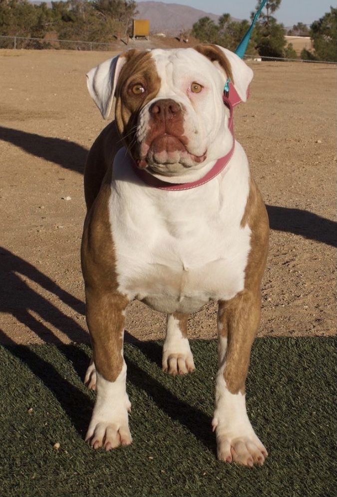 MUSCLE REALMS SAUCONY | American Bulldog 