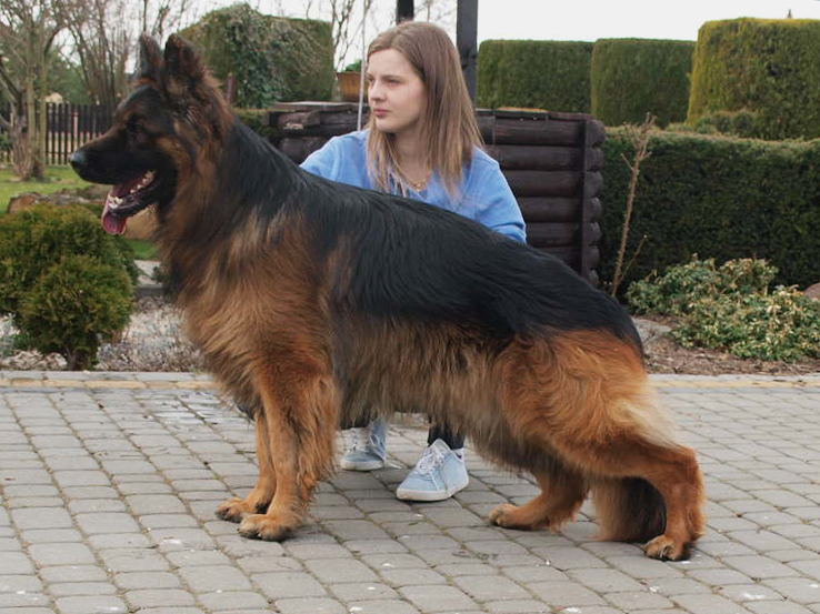 Wigo Aksaris | German Shepherd Dog 