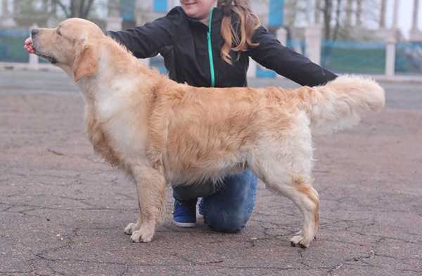 Swift Spoor-Finder Kattyval | Golden Retriever 