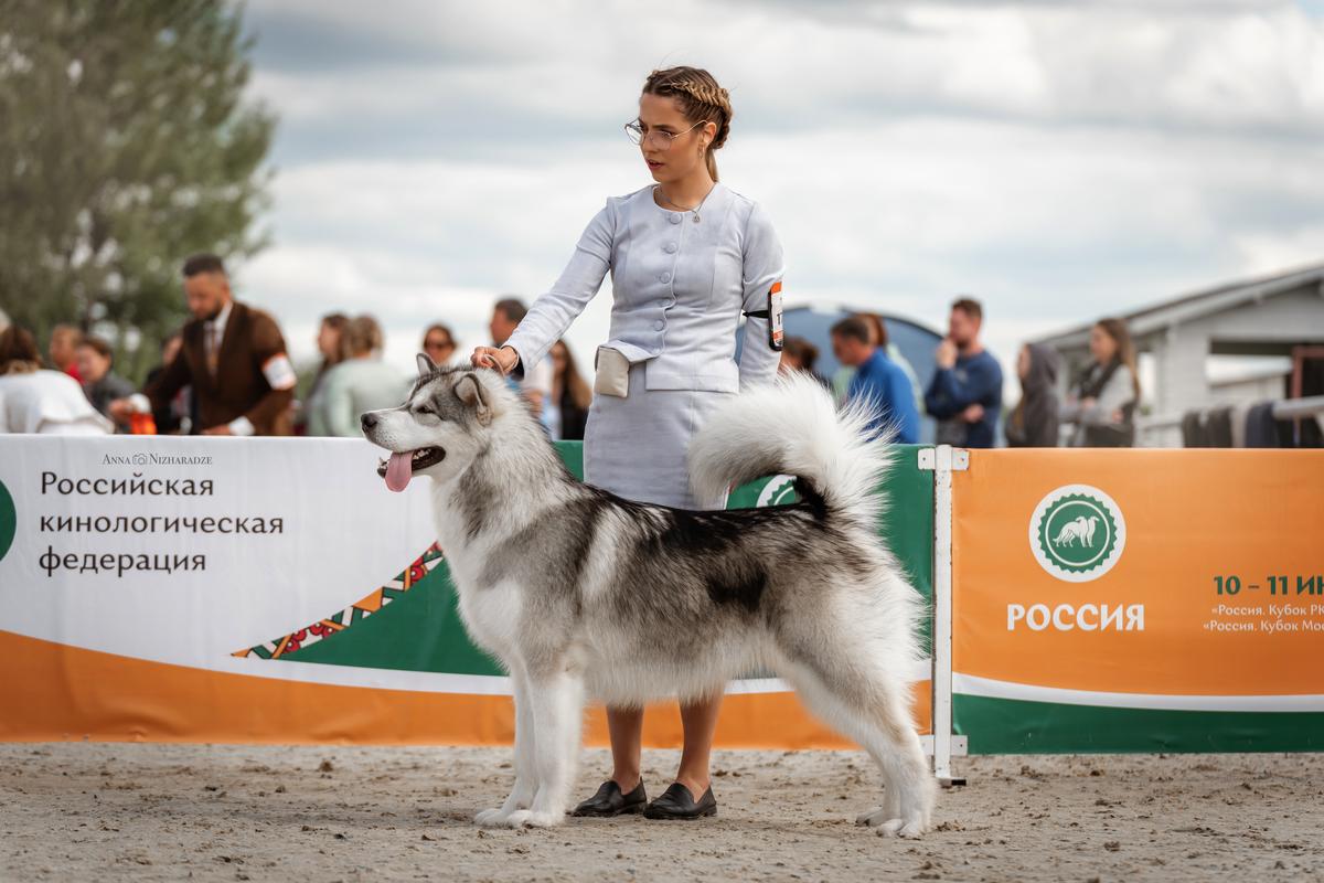 Liebe von Almil Topaz Imperial | Alaskan Malamute 