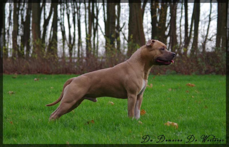 Irkos Du Domaine De Westeros | American Staffordshire Terrier 