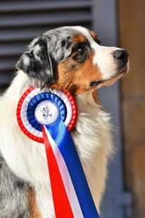 Michka dit Einar | Australian Shepherd 