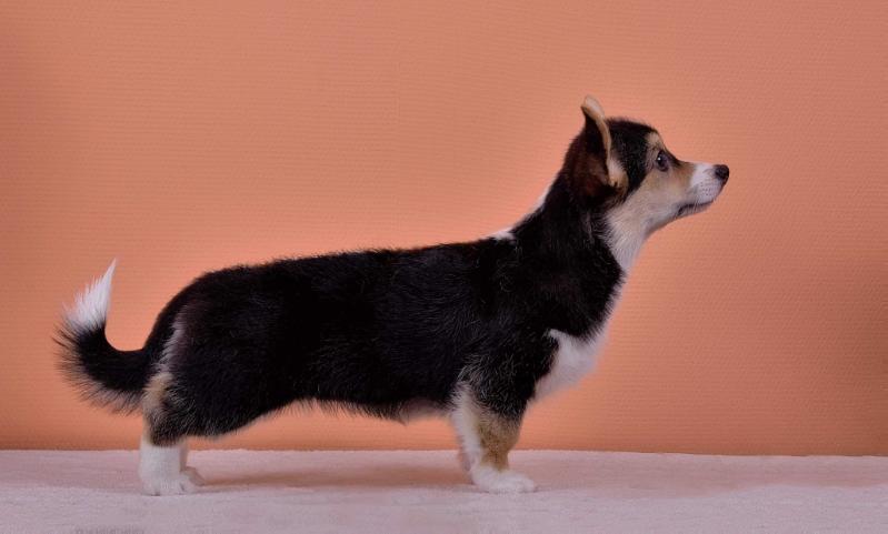 Corona Florea Lobelia | Pembroke Welsh Corgi 