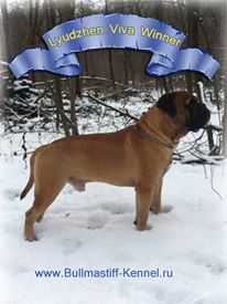 Lyudzhen VIVA WINNER | Bullmastiff 