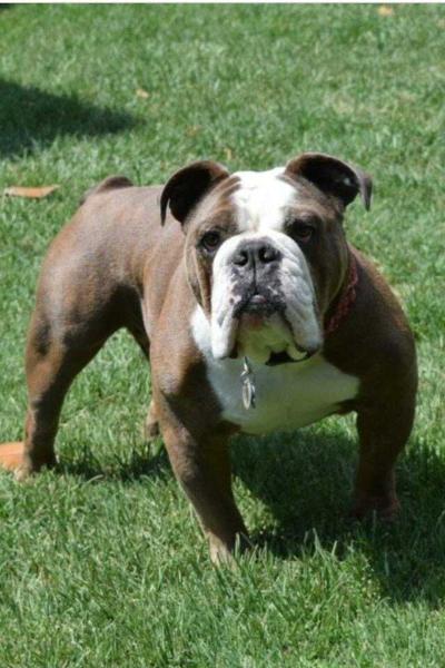 Unshackled's Capitan | Olde English Bulldogge 