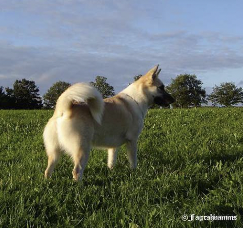 Kveikja Nett-Fruma | Icelandic Sheepdog 