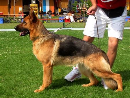 Valarta von der Piste Trophe | German Shepherd Dog 